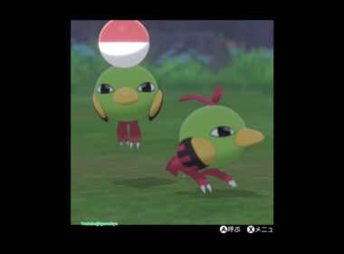 ネイティステップ🎵Natu #pokemonswordshield #ポケモン剣盾