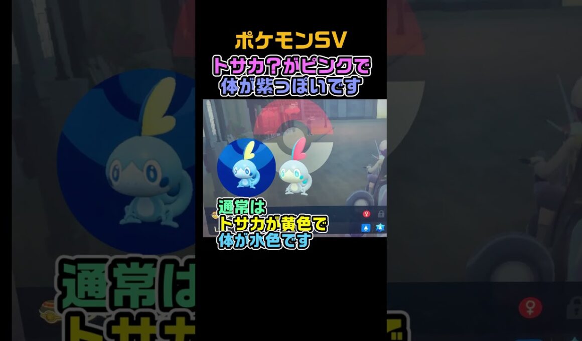 最強のインテレオンのタマゴから色違いメッソン　#shorts　ポケモンSV