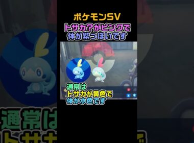 最強のインテレオンのタマゴから色違いメッソン　#shorts　ポケモンSV