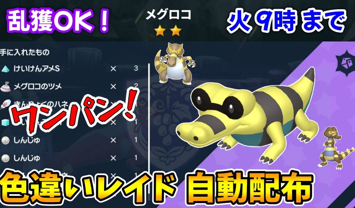 乱獲OK！メグロコ色違いレイド自動配布会！【ポケモンSV】