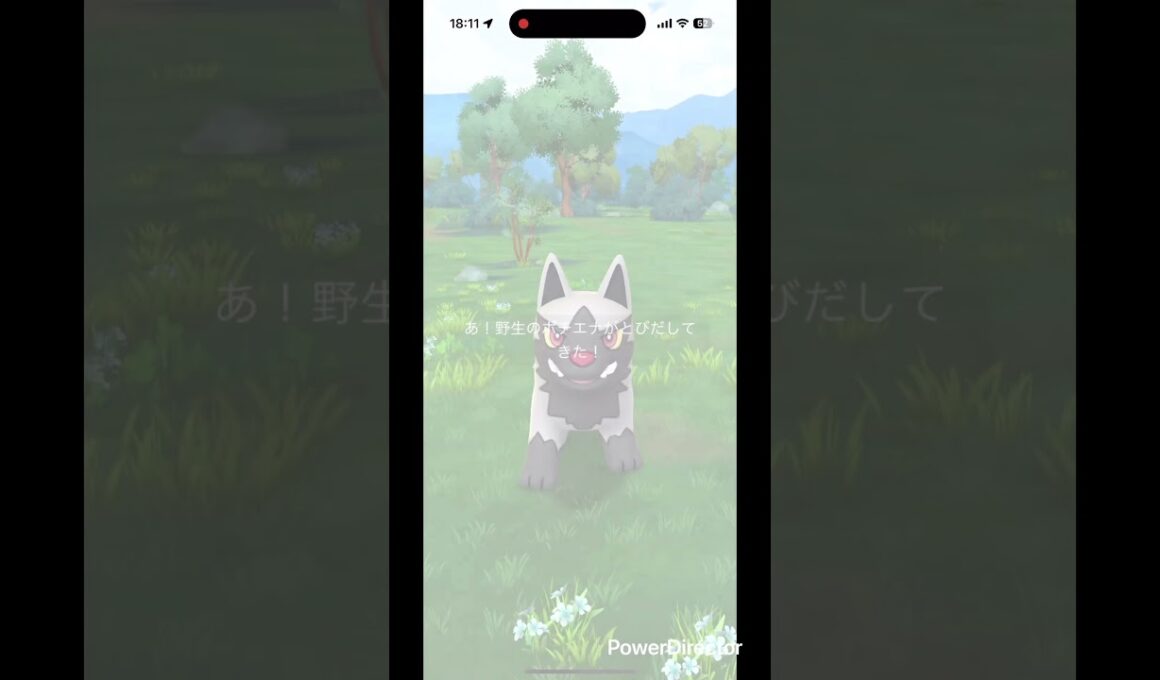 大ポチエナ #pokemongo #pokemon #ポケgo #pokémon