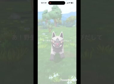 大ポチエナ #pokemongo #pokemon #ポケgo #pokémon