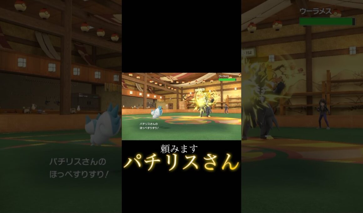 伝説（パチリスさん）の威光 #ポケモンSV #ポケモン #short