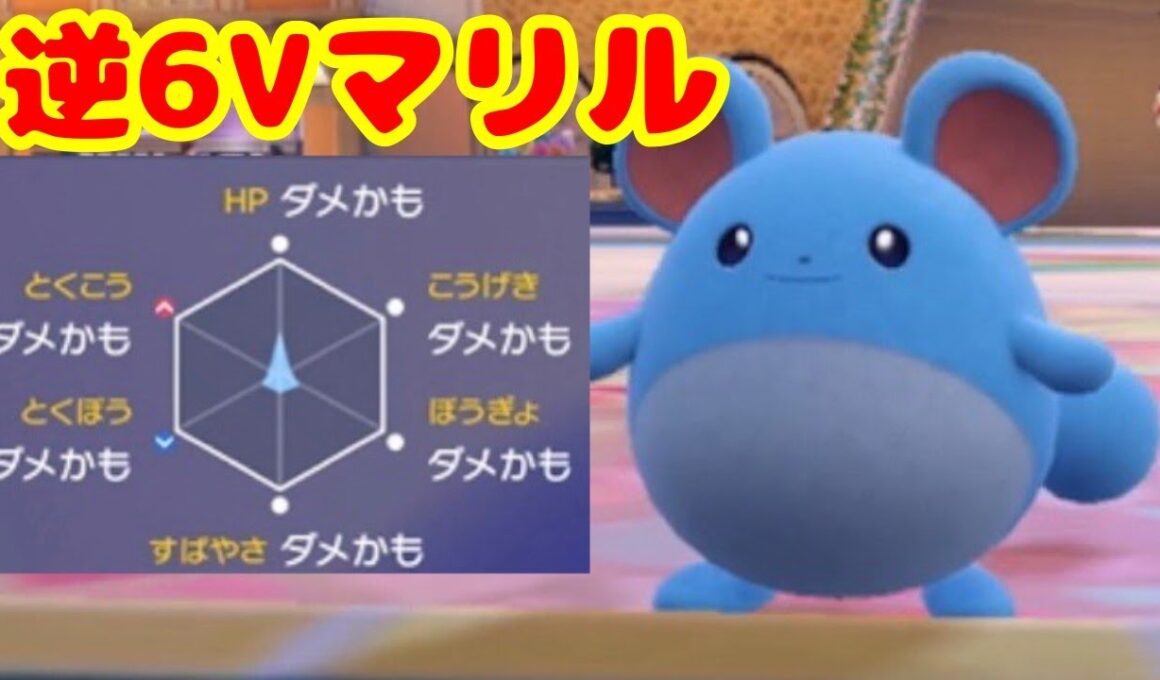 [ある意味レア]逆6Vのマリルを厳選してみた