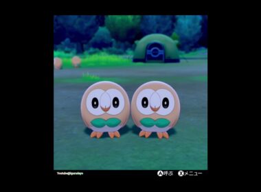 剣盾のモクロー🎵Rowlet　　#pokemonswordshield #ポケモン剣盾