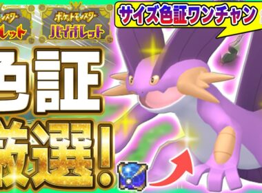 【ポケモンSV】緊急ミッション✨色証ミズゴロウ・ラグラージを探せ‼️【色ミズゴロウ/ウルボ/色違い厳選 】
