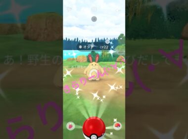 【ポケモンGO】オタチ色違い発見🤩 #ポケモンgo  #オタチ #色違い # #pokemongo