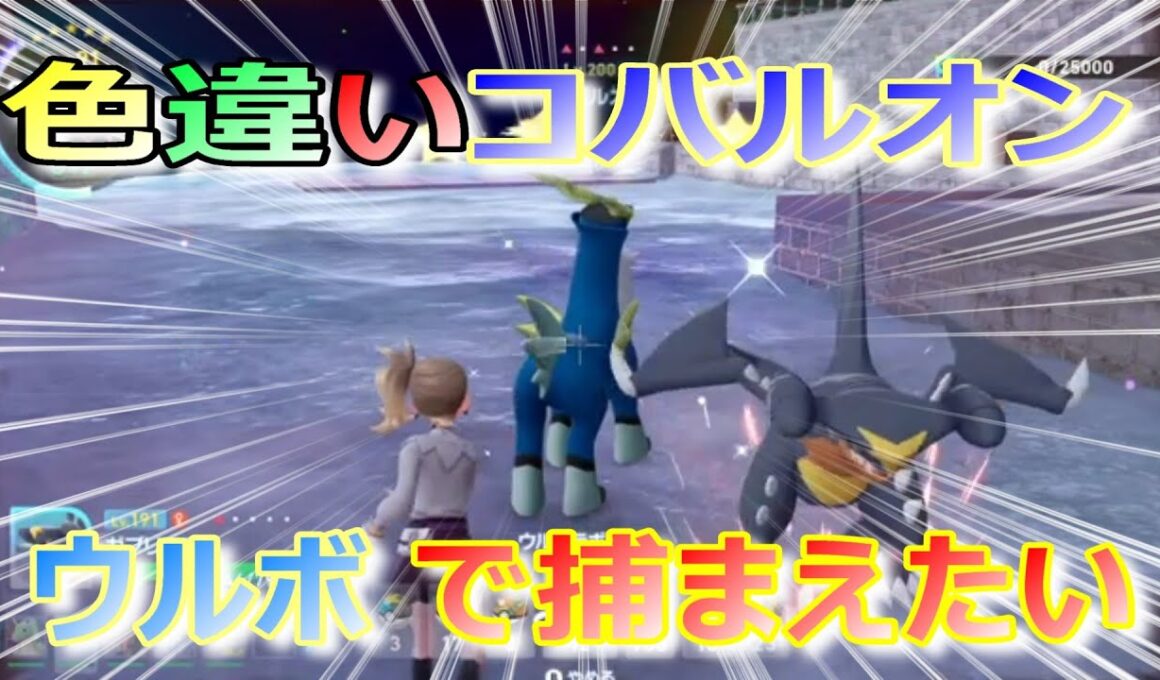 色違いコバルオンをウルボで捕まえようとした結果ｗｗｗ【ポケモンＺＡ】