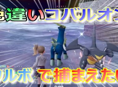 色違いコバルオンをウルボで捕まえようとした結果ｗｗｗ【ポケモンＺＡ】