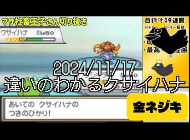 【マサネジキ】違いのわかるクサイハナ【2024/11/17】