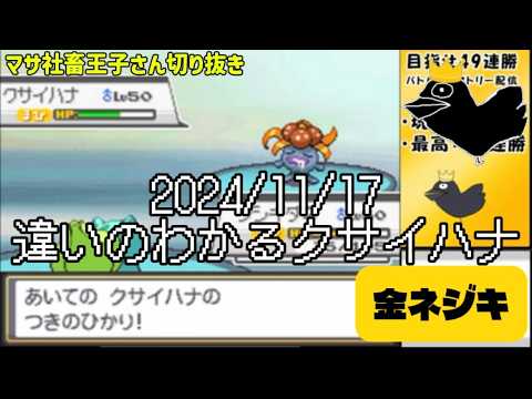 【マサネジキ】違いのわかるクサイハナ【2024/11/17】
