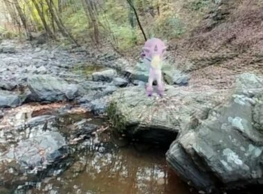 [GO Snapshot Slideshow] 가라르 포니타 ( Galarian Ponyta ) ガラルポニータ ( 小火馬 )