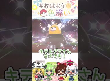 ☀️召されます！！色違いキテルグマ😇✨2026年8月9日 #おはよう色違い #おは色 #ポケモン