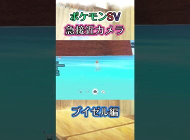 【ポケモンSV】泳ぎながらブイゼルが近づいてきてくれる動画 #ポケモン #ポケモンsv #ブイゼル #shorts