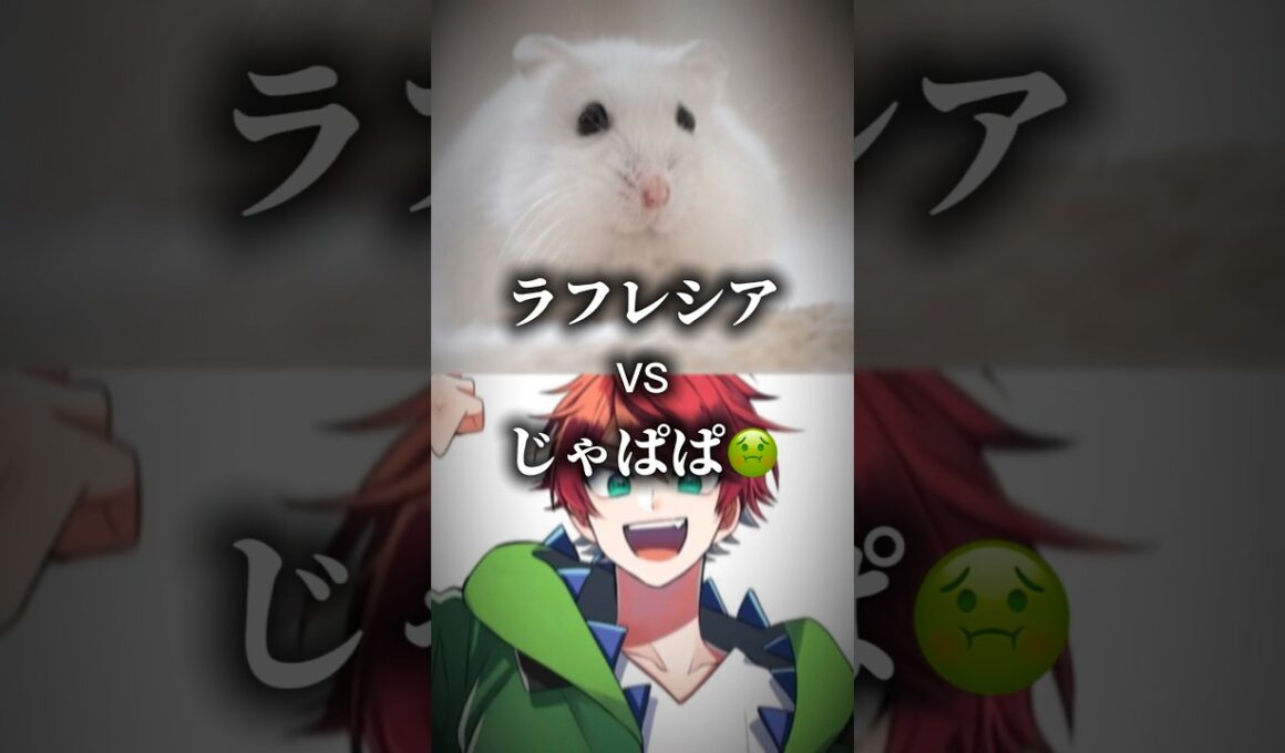 ラフレシアVSからぴち じゃぱぱ【強さ比べ】 #カラピチ #カラフルピーチ #じゃぱぱ #ぴちりす