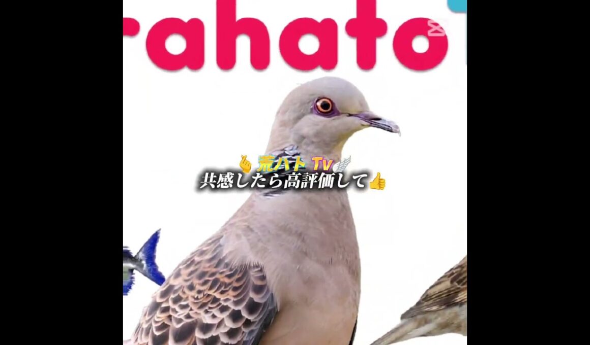 ロブロックスについて... #ロブロックス #クラスティック #デデデの鬼太郎 #ラフレシア  #荒らし