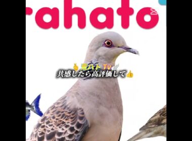 ロブロックスについて... #ロブロックス #クラスティック #デデデの鬼太郎 #ラフレシア  #荒らし