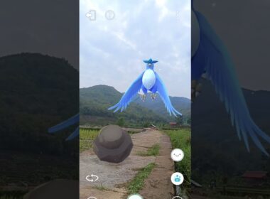 Ice Brid Vs Rock Hermit Crab  Pokemon #237 #pokemon #ポケモン
