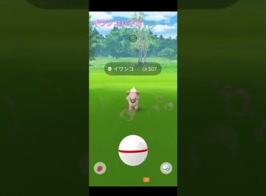 【ポケモンGO】たそがれイワンコ色違い狙ってレイド #アニメ #ポケモン