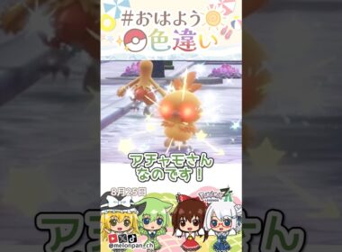 ☀️テケテケもふもふ！！色違いアチャモ🐤✨2026年8月25日 #おはよう色違い #おは色 #ポケモン