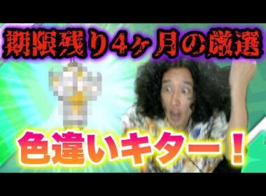 【緊急】期限残り4ヶ月の色違いべべノムが出て神すぎたww【ポケモンUSUM】